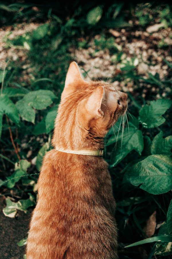 Où trouver les plus beaux jardins botaniques en Amérique du Sud : villes et conseils ?